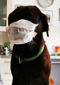 Ihr Tier braucht nat�rlich keine Maske zu tragen